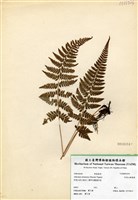 藏品(阿里山蹄蓋蕨)的圖片